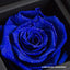 AMOROSA MODERNO Diamond Rose 85 [First Model] Excellent Blue
