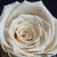 AMOROSA MODERNO Diamond Rose 85 [First Model] White