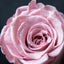 AMOROSA MODERNO Diamond Rose 85 [First Model] Feminine Pink