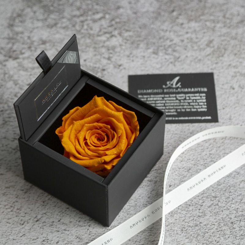 AMOROSA MODERNO Diamond Rose 85 [First Model] Orange