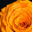 AMOROSA MODERNO Diamond Rose 85 [First Model] Orange