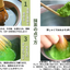 Kyoto Maiko no Cha Honpo Uji Midori Matcha